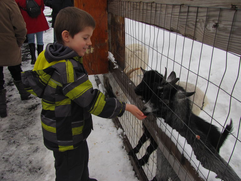 Feeding the goats.