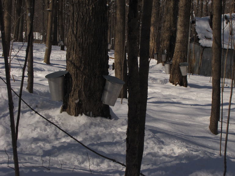 Maple collecting buckets.