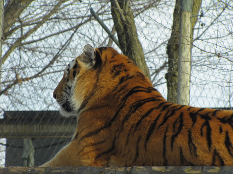 Amur Tiger guarding the Zoo.