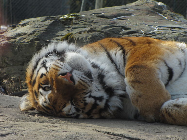 Amur Tiger in Zoo Granby.