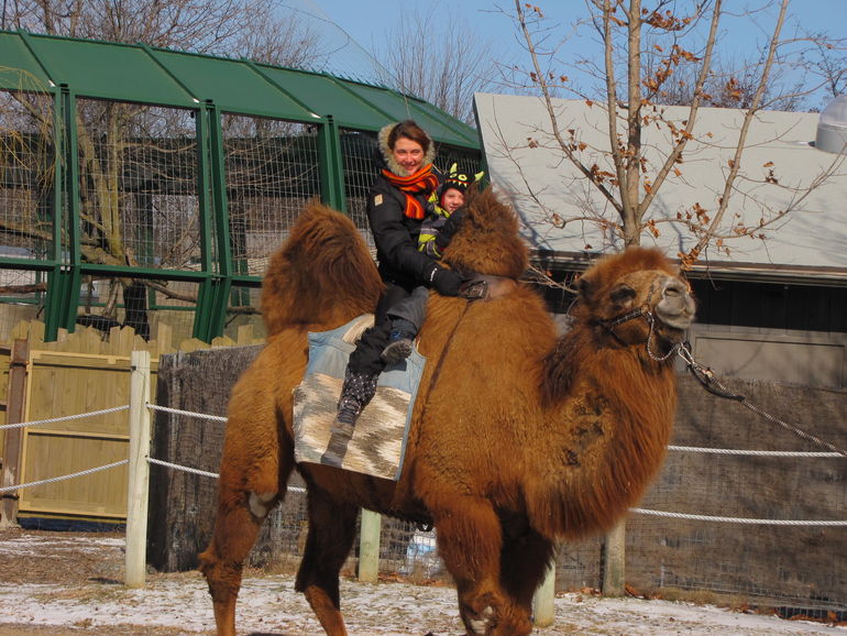 Camel ride in Zoo Granby.