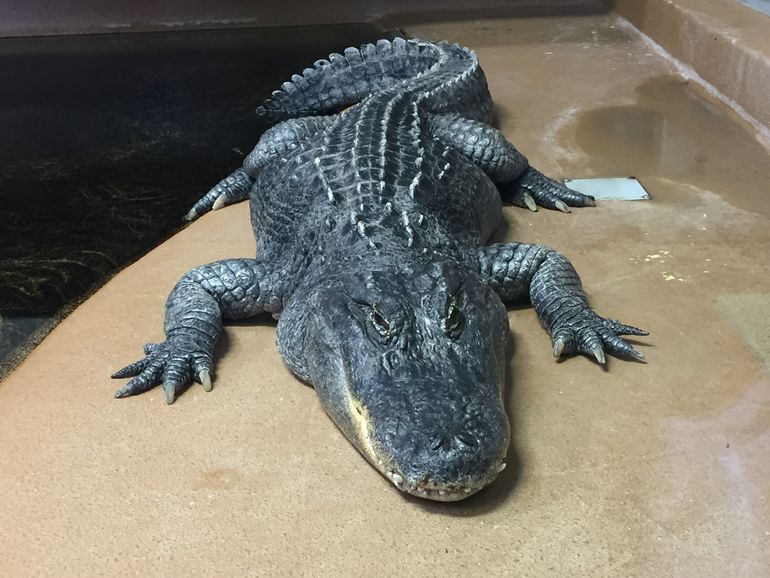 Crocodiles in Zoo Granby.