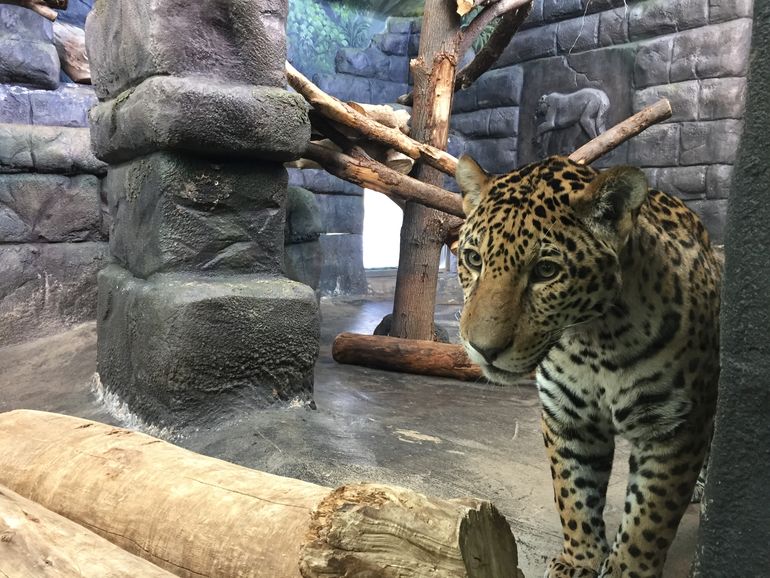 Jaguars in Zoo Granby.