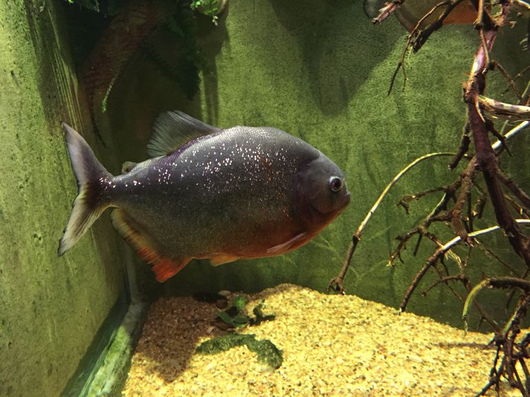 Piranha in Zoo Granby.