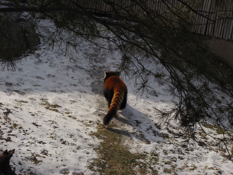 Red Panda in Zoo Granby.