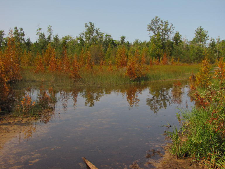 Wetland habitat.