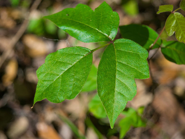 Poison Ivy.