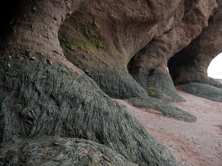 "Giant legs of ancient creatures"