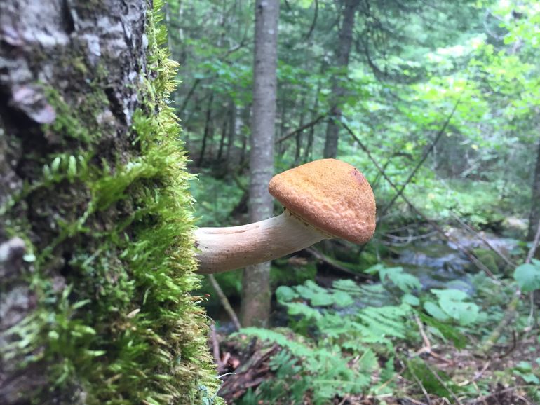 Mushroom on the tree