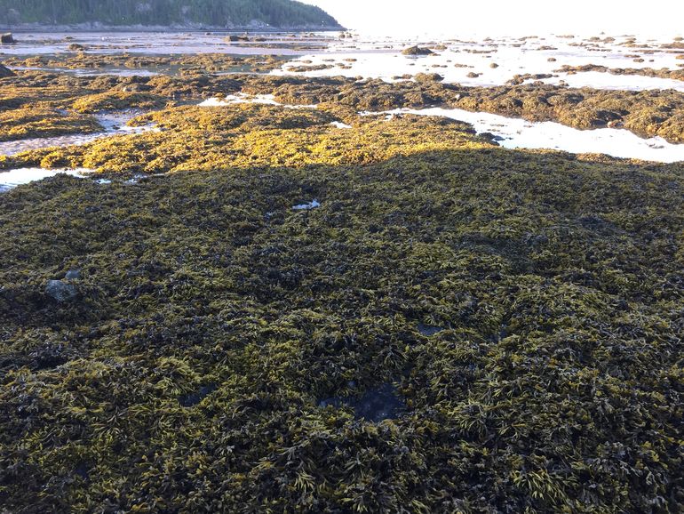 Park Bic, low tide