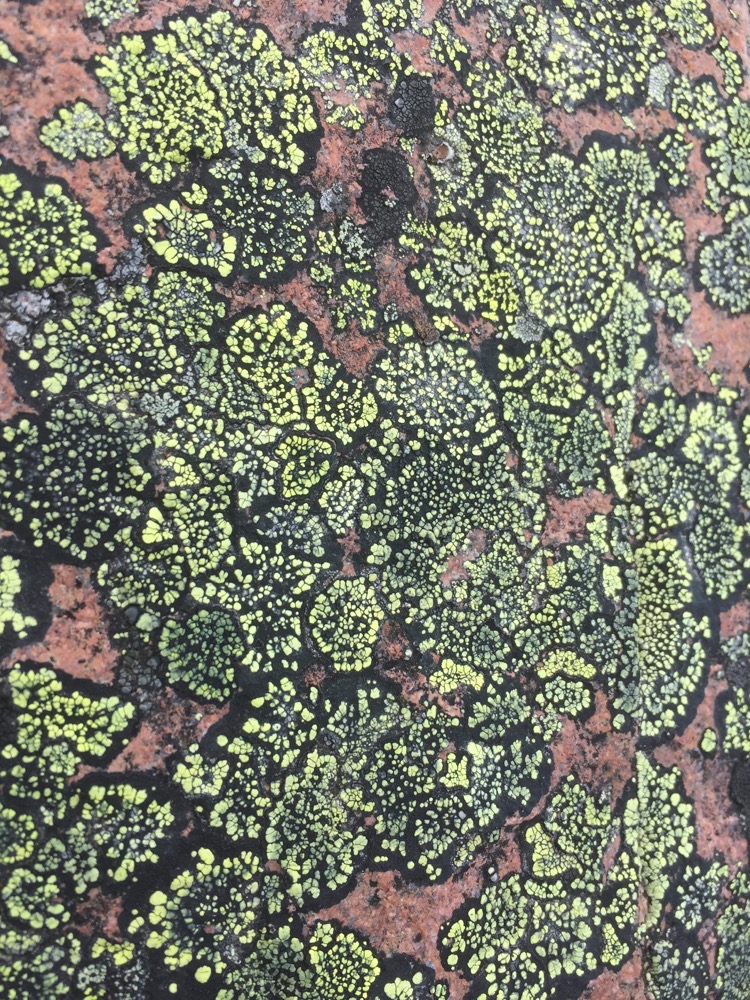 Lichens