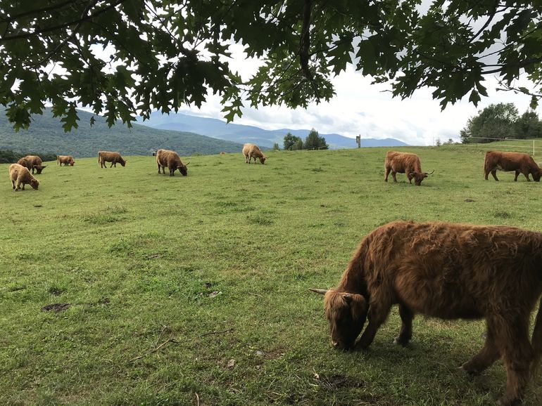 Highland cows