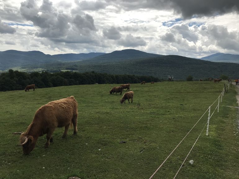 Highland cows