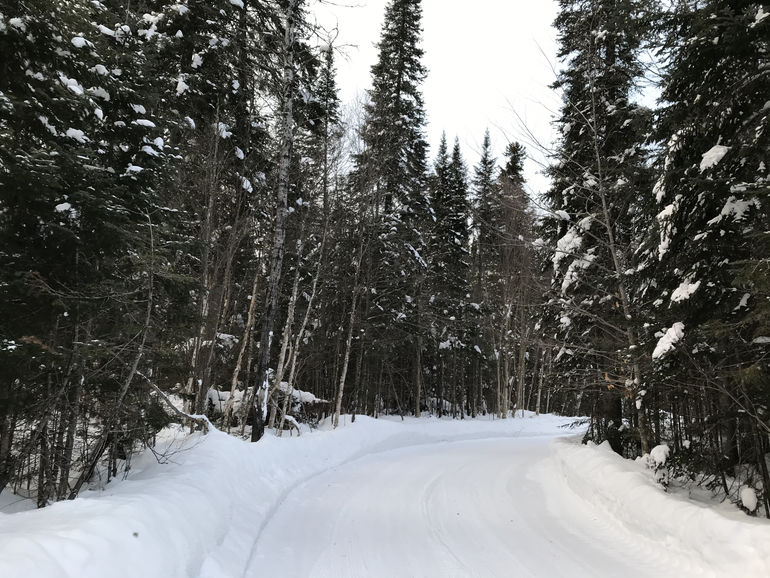 Snowy forest