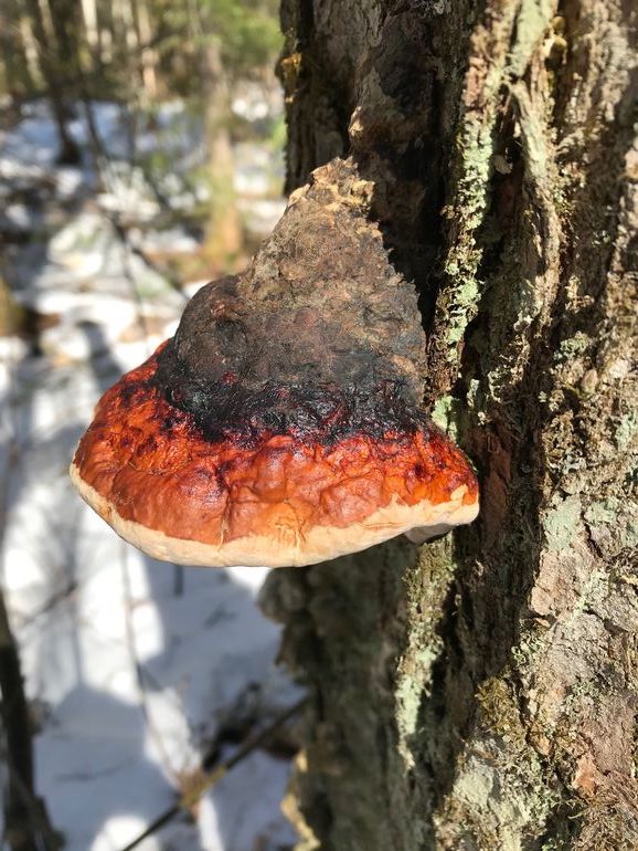 Red Band Fungus