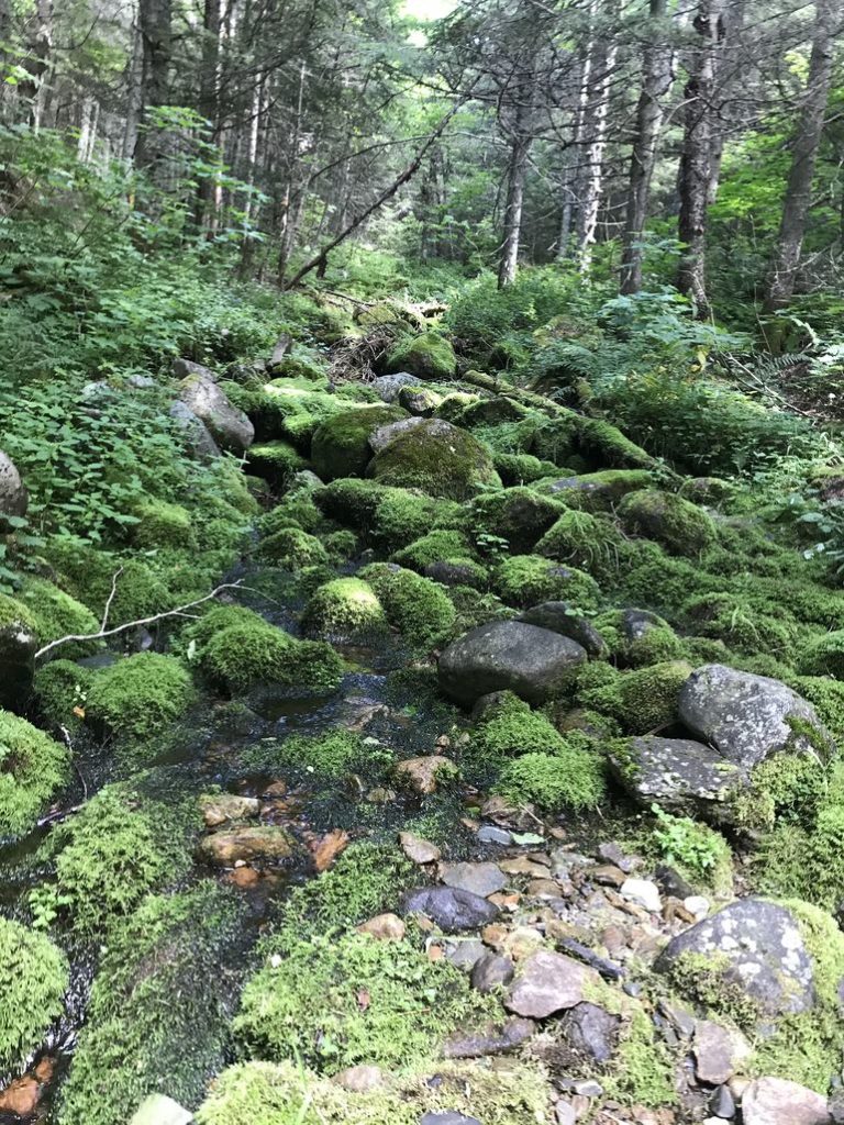 Rocks covered by moss