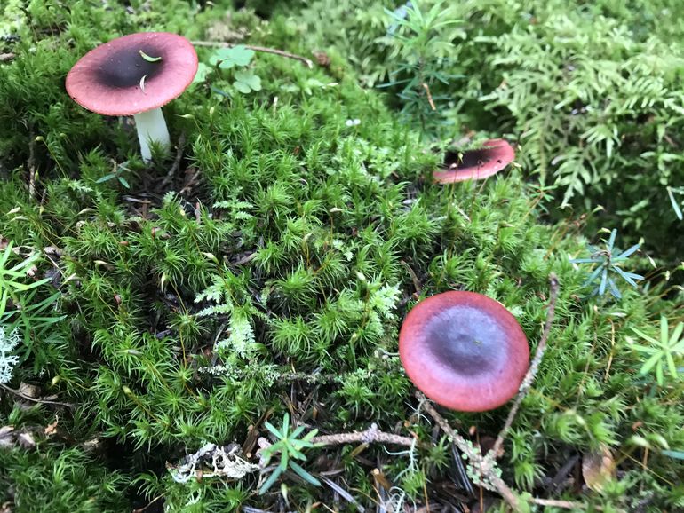 Mushrooms along the trail