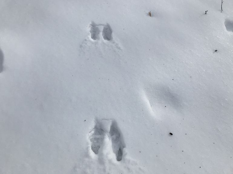 Whitetail dears tracks