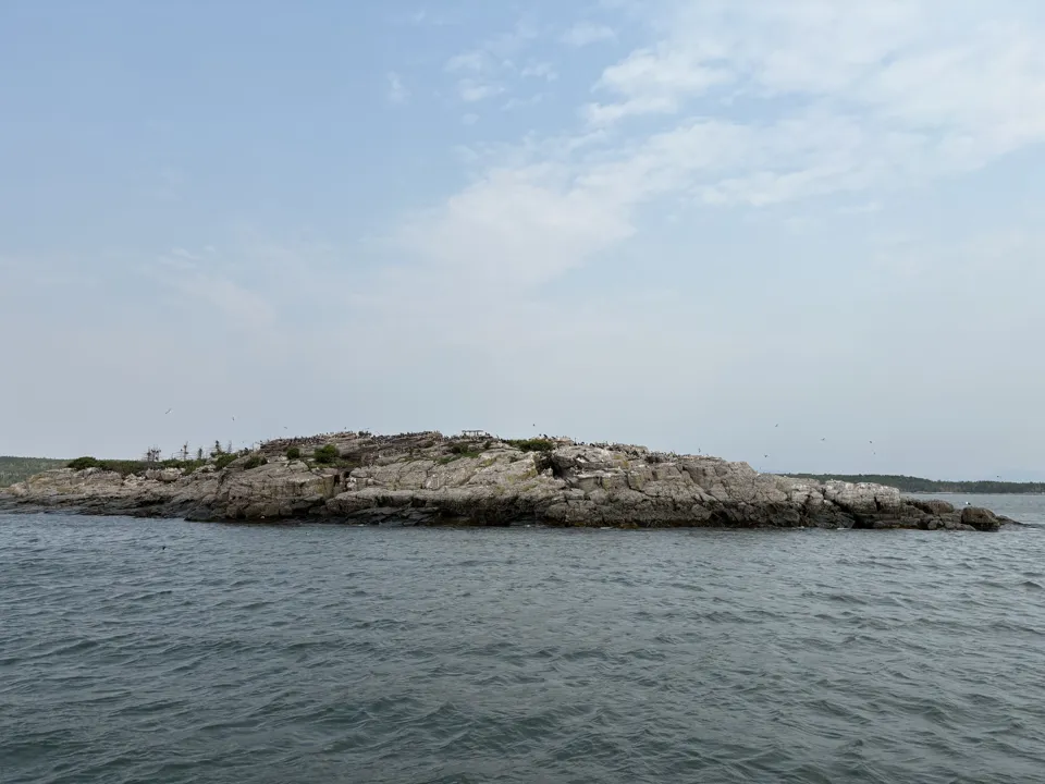 Island with penguins